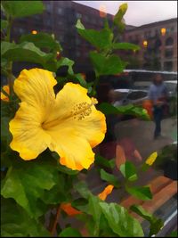 Close-up of yellow flower