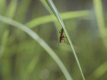 Close-up of insect on grass