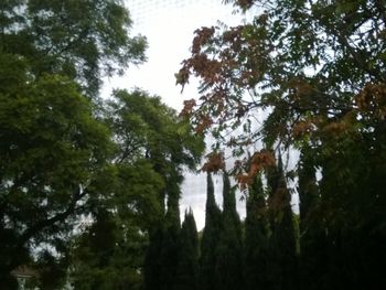Low angle view of trees against sky