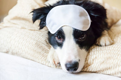 Close-up portrait of a dog resting on bed