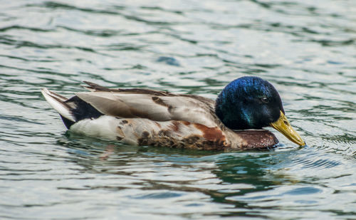 Duck swimming in lake