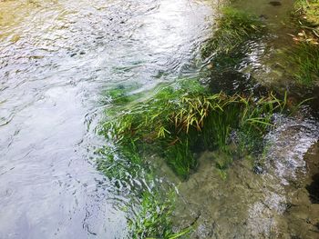 High angle view of plants by sea