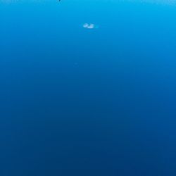 View of jellyfish swimming in sea