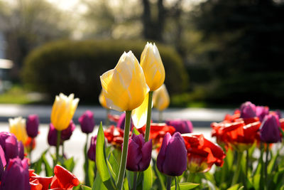 Close-up of colorful tulips blooming on field