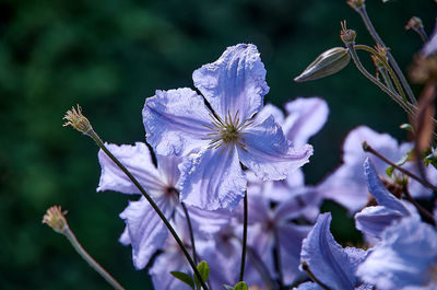Close-up of purple flowering plant