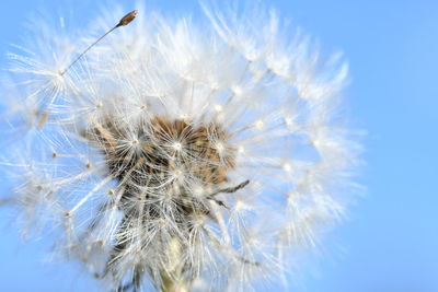 Close-up of dandelion against blue sky