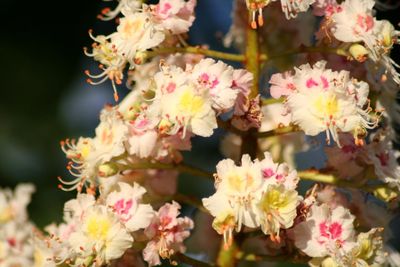 Close-up of pink flowers