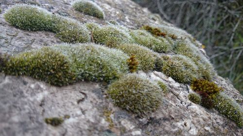 Close-up of cactus growing on rock