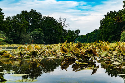 Trees by lake against sky