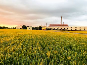 Scenic view of field against sky