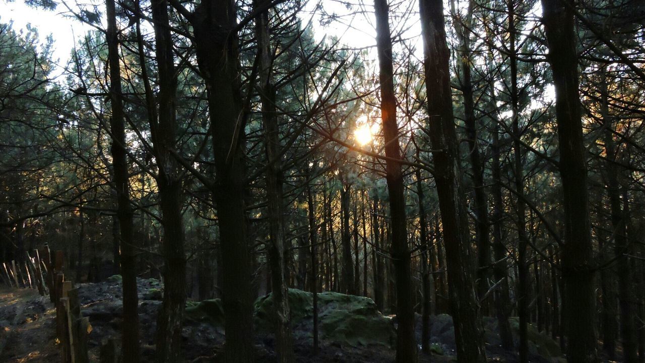 tree, tranquility, sun, forest, tree trunk, tranquil scene, sunlight, beauty in nature, woodland, nature, scenics, growth, sunbeam, lens flare, non-urban scene, branch, idyllic, back lit, silhouette, outdoors