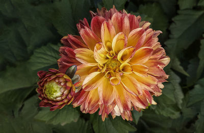 Close-up of dahlia on leaf