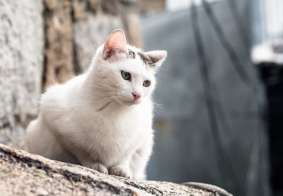 Close-up of a cat looking away