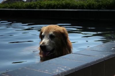 Close-up of dog in lake