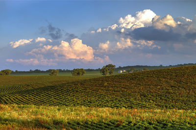 Scenic view of agricultural field against sky