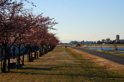 Trees in city against clear sky