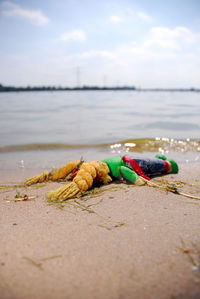 Close-up of crab on beach