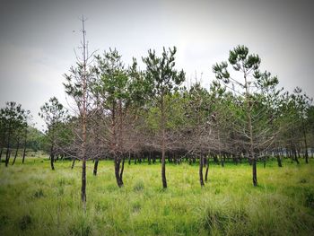 Trees growing on field against sky