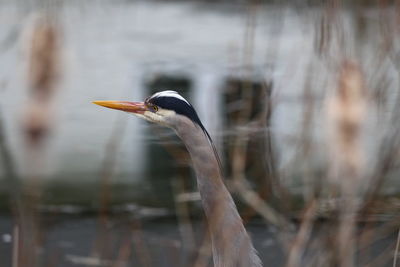 Close-up of a bird