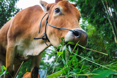 Close-up of a horse