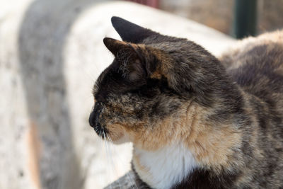 Close-up of cat