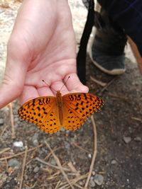 Close-up of butterfly on hand