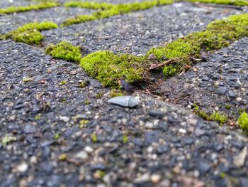 Surface level of leaves