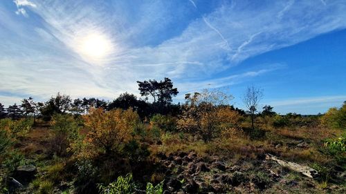 Plants on field against sky