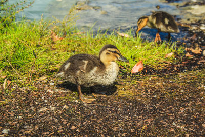 Ducks in a lake