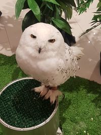 Close-up of owl perching on green leaves