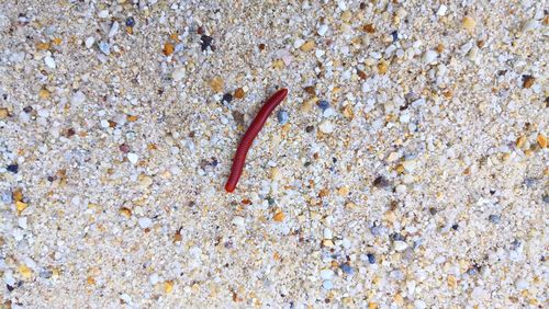 Close-up of crab on sand