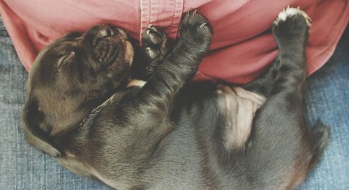 Close-up of a dog resting