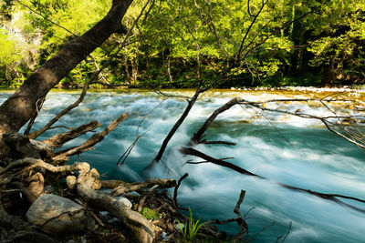 Scenic view of lake in forest