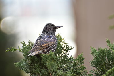 Close-up view of a starling bird perching on a plant