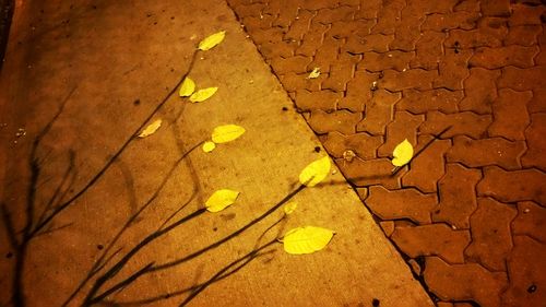 Close-up of yellow leaf on road