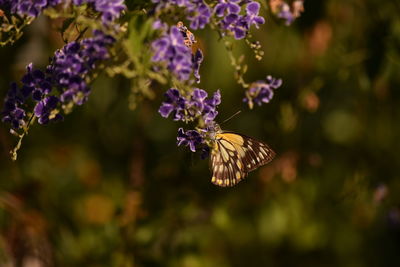 Close-up of butterfly pollinating on purple flower