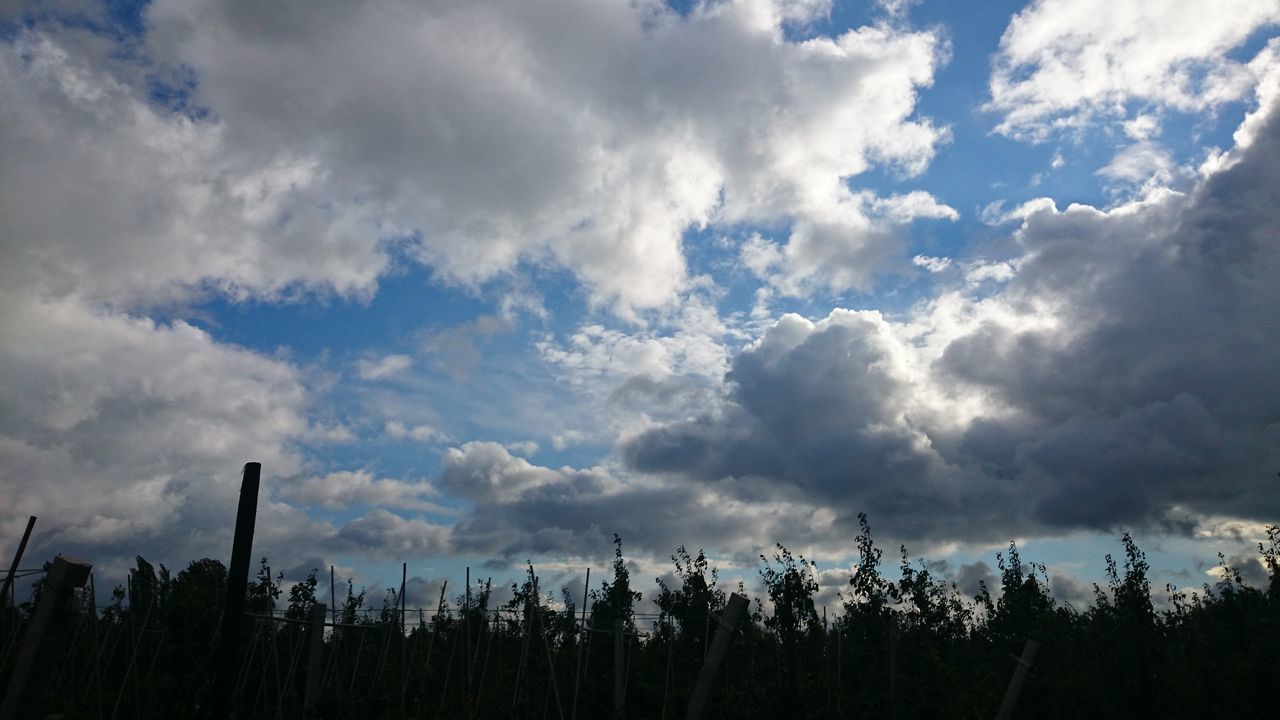 sky, cloud - sky, tranquility, cloudy, tranquil scene, beauty in nature, growth, nature, scenics, plant, cloud, field, landscape, weather, silhouette, tree, idyllic, outdoors, no people, overcast