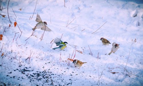 High angle view of insect on snow