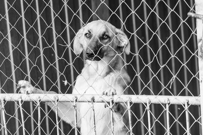 Portrait of dog seen through chainlink fence