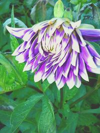 Close-up of purple flowers blooming outdoors