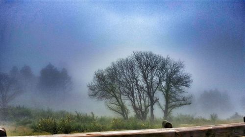 Bare trees on landscape against sky