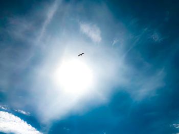 Low angle view of bird flying in sky