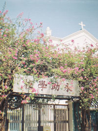 Low angle view of flowers against built structure