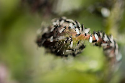 Close-up of insect on flower