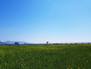Scenic view of agricultural field against clear blue sky