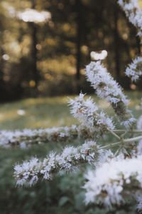 Close-up of white flowering plant on snow covered field