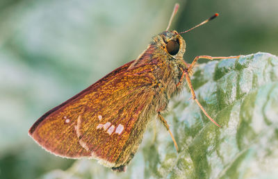 Close-up of butterfly on plant