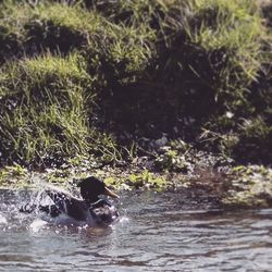 Cat in water