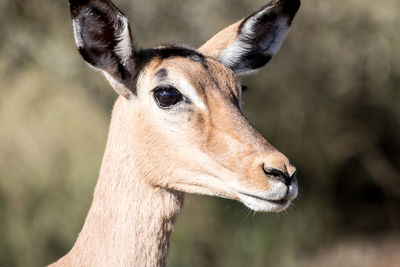 Close-up of an animal