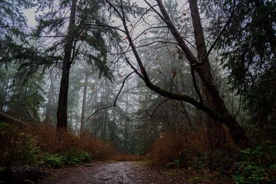 Trees in forest